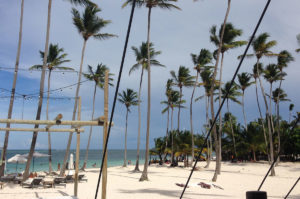 tall palm trees on the beach