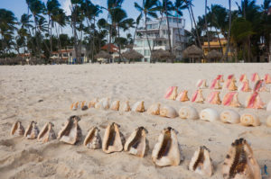 seashells lined up on the beach
